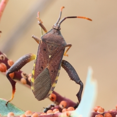 Amorbus alternatus (Eucalyptus Tip Bug) at WREN Reserves - 2 Dec 2023 by KylieWaldon