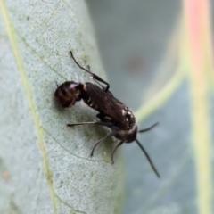 Unidentified Flower wasp (Scoliidae or Tiphiidae) at Wodonga - 2 Dec 2023 by KylieWaldon