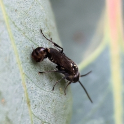 Unverified Flower wasp (Scoliidae or Tiphiidae) at WREN Reserves - 3 Dec 2023 by KylieWaldon