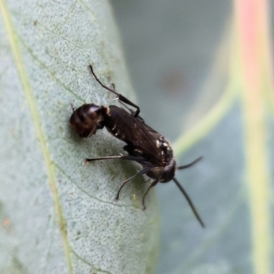 Unidentified Flower wasp (Scoliidae or Tiphiidae) at Wodonga - 2 Dec 2023 by KylieWaldon