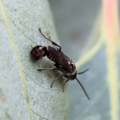 Unidentified Flower wasp (Scoliidae or Tiphiidae) at WREN Reserves - 2 Dec 2023 by KylieWaldon