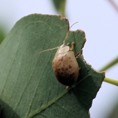 Paropsis charybdis at WREN Reserves - 2 Dec 2023 by KylieWaldon