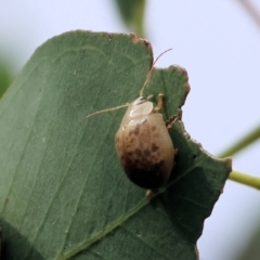 Unidentified Leaf beetle (Chrysomelidae) at WREN Reserves - 2 Dec 2023 by KylieWaldon