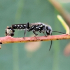 Unidentified Flower wasp (Scoliidae or Tiphiidae) at Wodonga - 2 Dec 2023 by KylieWaldon