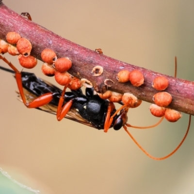 Unidentified Parasitic wasp (numerous families) at WREN Reserves - 3 Dec 2023 by KylieWaldon