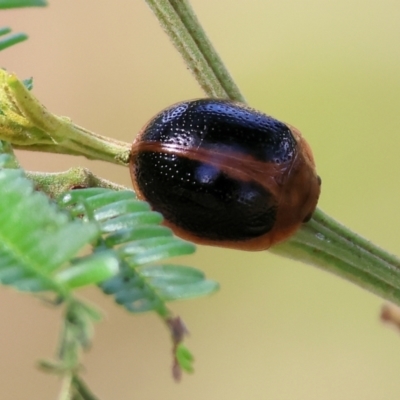 Dicranosterna immaculata (Acacia leaf beetle) at WREN Reserves - 3 Dec 2023 by KylieWaldon