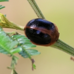 Dicranosterna immaculata (Acacia leaf beetle) at Wodonga, VIC - 2 Dec 2023 by KylieWaldon