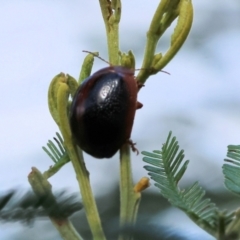 Dicranosterna immaculata at WREN Reserves - 3 Dec 2023