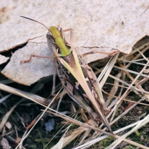 Oedaleus australis at Wodonga - 3 Dec 2023