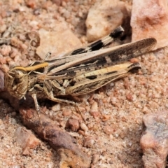 Austroicetes sp. (genus) (A grasshopper) at Wodonga, VIC - 2 Dec 2023 by KylieWaldon