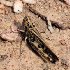 Austroicetes sp. (genus) at Wodonga - 3 Dec 2023