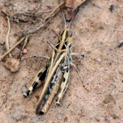 Austroicetes sp. (genus) at Wodonga - 3 Dec 2023 09:19 AM