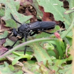 Unidentified Robber fly (Asilidae) at Wodonga - 2 Dec 2023 by KylieWaldon