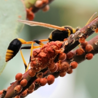 Sceliphron laetum (Common mud dauber wasp) at WREN Reserves - 3 Dec 2023 by KylieWaldon