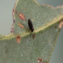 Unidentified True fly (Diptera) at Wodonga, VIC - 2 Dec 2023 by KylieWaldon