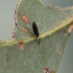 Unidentified True fly (Diptera) at Wodonga - 2 Dec 2023 by KylieWaldon