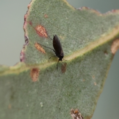 Unidentified True fly (Diptera) at WREN Reserves - 3 Dec 2023 by KylieWaldon