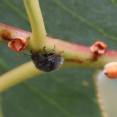 Unidentified Leaf beetle (Chrysomelidae) at Wodonga - 2 Dec 2023 by KylieWaldon