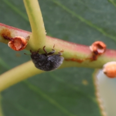 Coccinellidae (family) (Unidentified lady beetle) at WREN Reserves - 3 Dec 2023 by KylieWaldon