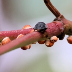 Coccinellidae (family) at WREN Reserves - 3 Dec 2023 09:35 AM