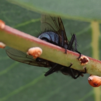 Calliphora vicina (European bluebottle) at WREN Reserves - 3 Dec 2023 by KylieWaldon