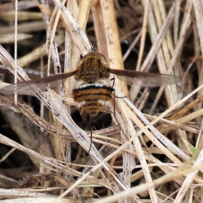 Staurostichus sp. (genus) (Unidentified Staurostichus bee fly) at Wodonga - 2 Dec 2023 by KylieWaldon