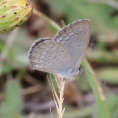 Zizina otis (Common Grass-Blue) at Wodonga - 2 Dec 2023 by KylieWaldon