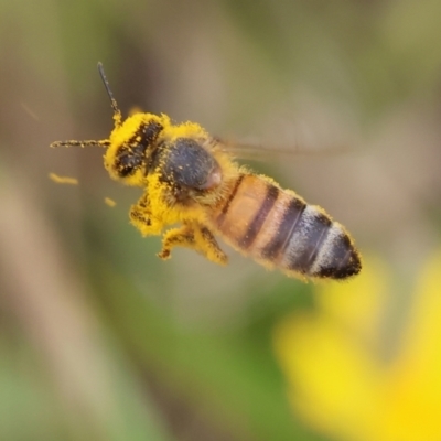 Apis mellifera at WREN Reserves - 2 Dec 2023 by KylieWaldon