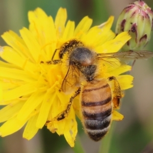 Apis mellifera at WREN Reserves - 3 Dec 2023 09:41 AM