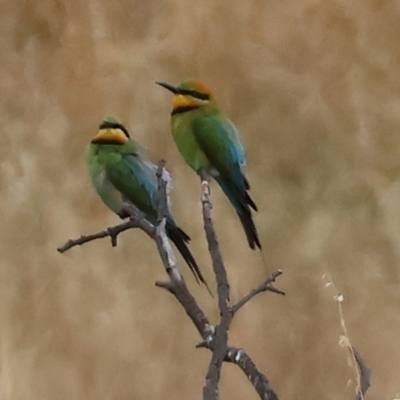 Merops ornatus (Rainbow Bee-eater) at WREN Reserves - 2 Dec 2023 by KylieWaldon