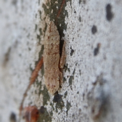 Ledromorpha planirostris (A leafhopper) at Higgins, ACT - 6 Dec 2023 by Trevor