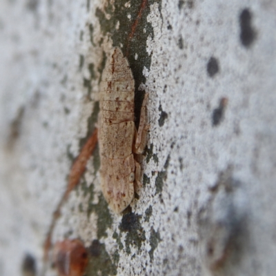 Ledromorpha planirostris (A leafhopper) at Higgins Woodland - 6 Dec 2023 by Trevor