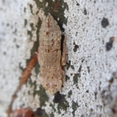 Ledromorpha planirostris at Higgins Woodland - 7 Dec 2023 09:46 AM