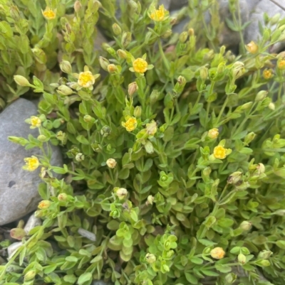 Hypericum gramineum (Small St Johns Wort) at Bolaro, NSW - 6 Dec 2023 by JaneR