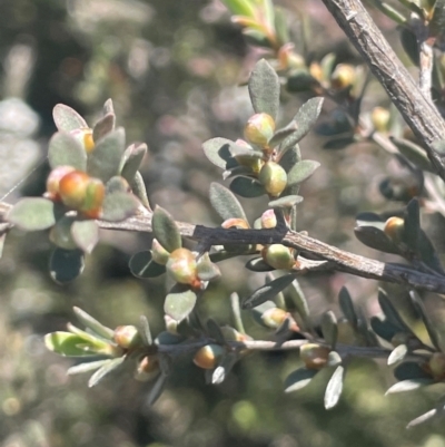 Leptospermum myrtifolium (Myrtle Teatree) at Bolaro, NSW - 6 Dec 2023 by JaneR