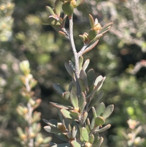Leptospermum myrtifolium at Bolaro, NSW - 6 Dec 2023