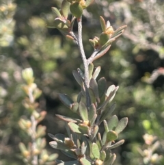 Leptospermum myrtifolium at Bolaro, NSW - 6 Dec 2023