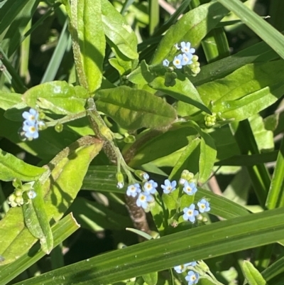 Myosotis laxa subsp. caespitosa (Water Forget-me-not) at Bolaro, NSW - 6 Dec 2023 by JaneR