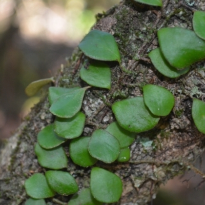 Pyrrosia rupestris (Rock Felt Fern) at Kianga, NSW - 4 Dec 2023 by plants