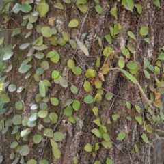 Pyrrosia rupestris at Bodalla State Forest - 5 Dec 2023 04:54 AM