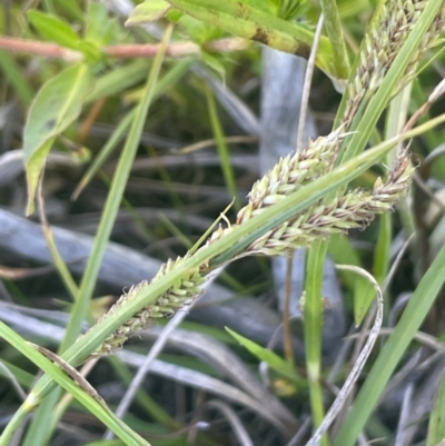 Carex gaudichaudiana (Fen Sedge) at Bolaro, NSW - 6 Dec 2023 by JaneR