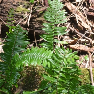 Pellaea falcata (Sickle Fern) at Kianga, NSW - 4 Dec 2023 by plants