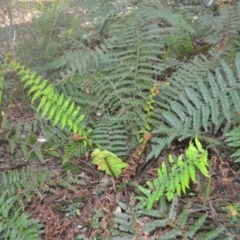 Polystichum proliferum (Mother Shield Fern) at Bodalla State Forest - 4 Dec 2023 by plants