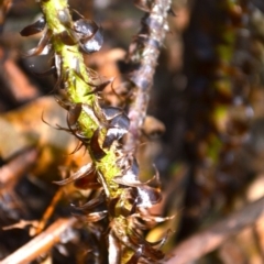 Polystichum proliferum at Bodalla State Forest - 5 Dec 2023