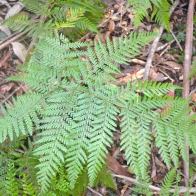 Lastreopsis decomposita (Trim Shield Fern) at Bodalla State Forest - 4 Dec 2023 by plants