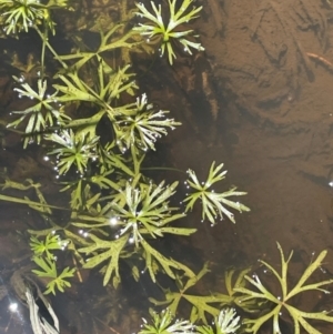 Ranunculus inundatus at Bolaro, NSW - 6 Dec 2023