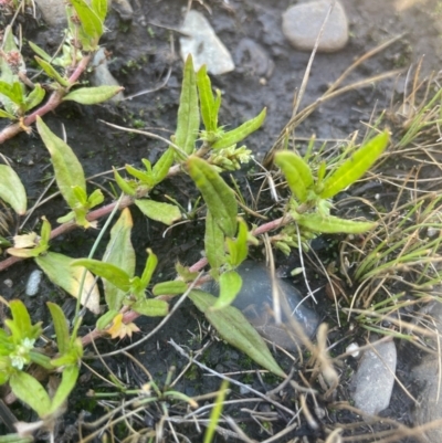 Persicaria prostrata (Creeping Knotweed) at Bolaro, NSW - 6 Dec 2023 by JaneR