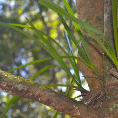 Cymbidium suave (Snake Orchid) at Bodalla State Forest - 5 Dec 2023 by plants