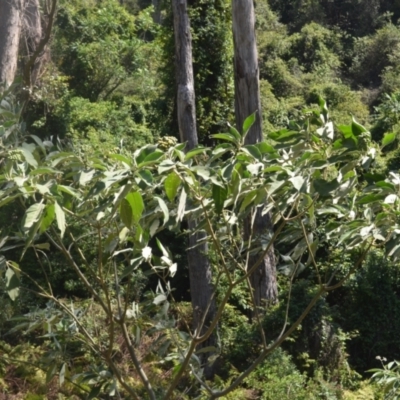 Solanum mauritianum (Wild Tobacco Tree) at Kianga, NSW - 5 Dec 2023 by plants