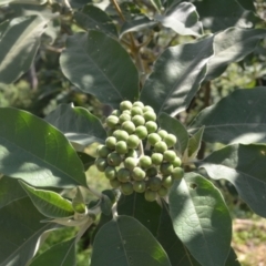 Solanum mauritianum at Kianga, NSW - 5 Dec 2023